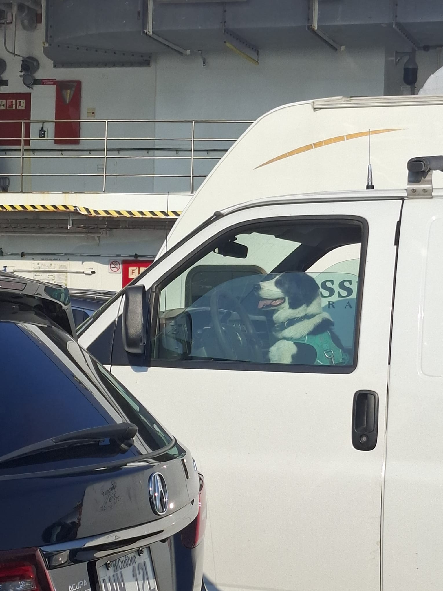 Shoebill Campervan Benjamin 02 Roofer traversier chien